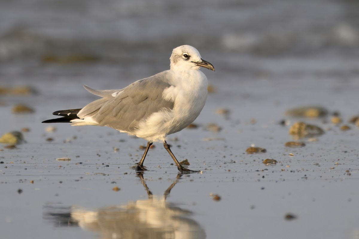 Laughing Gull - ML645739250