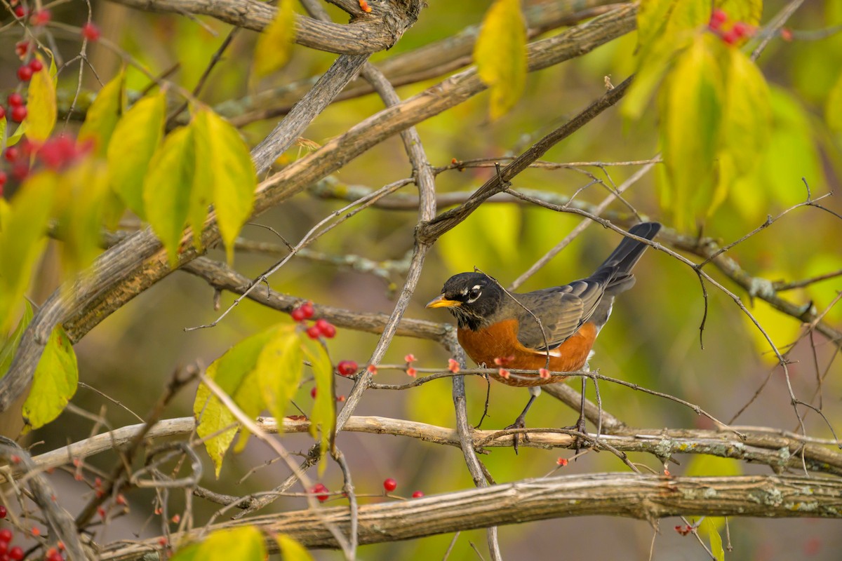 American Robin - ML645739253