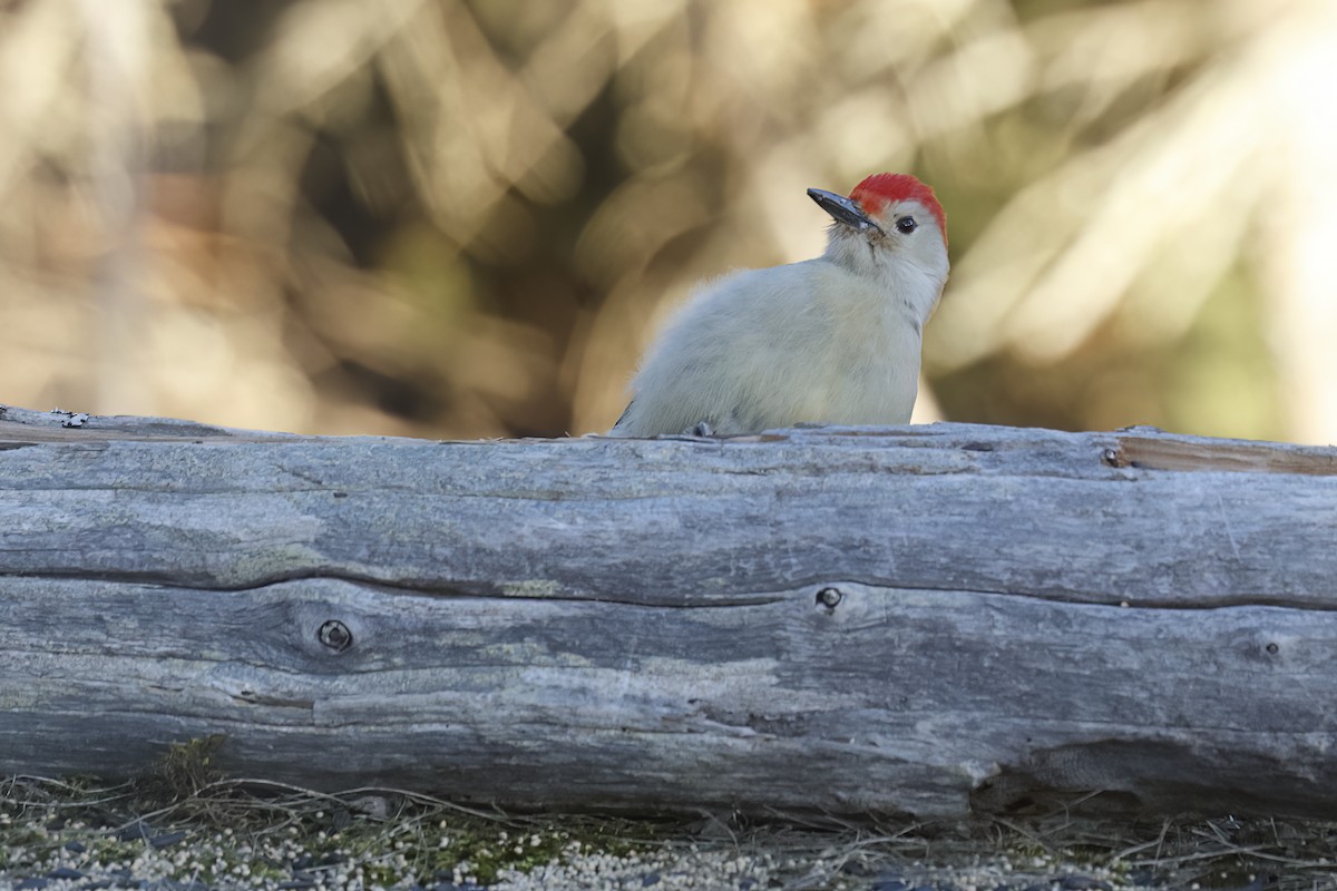 Red-bellied Woodpecker - ML645739259