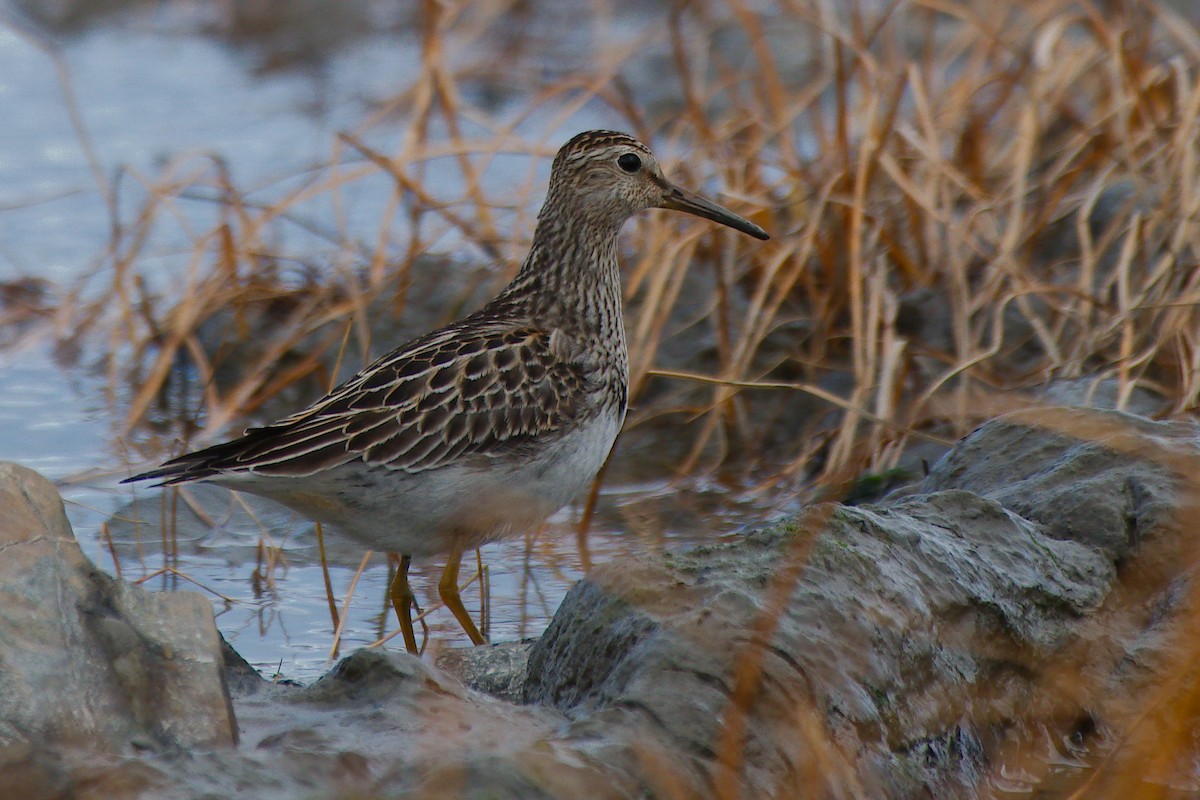 Дутыш - ML645739260