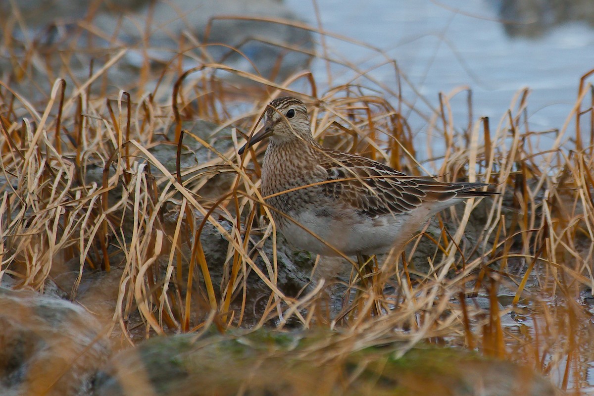 Дутыш - ML645739261