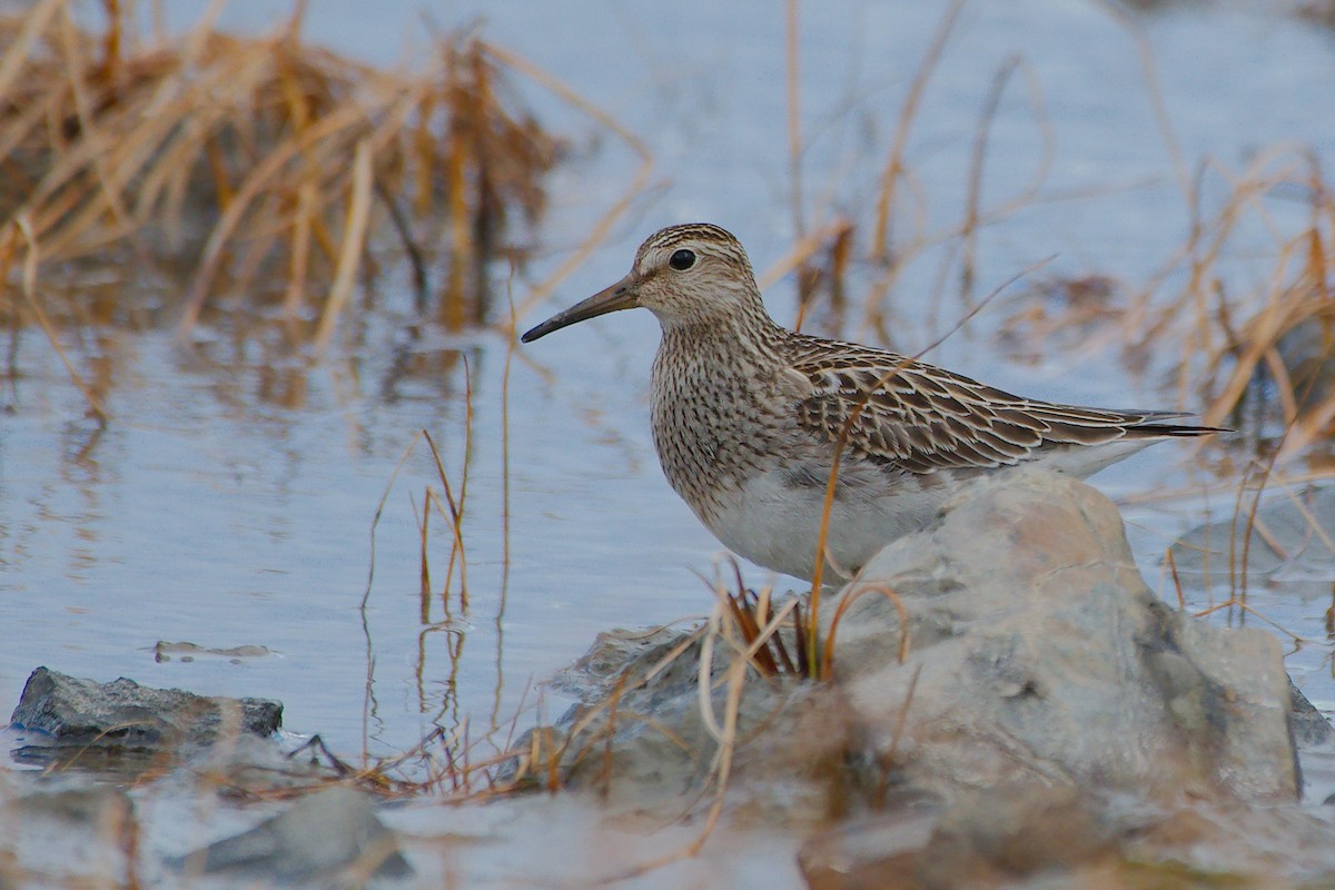 Дутыш - ML645739262