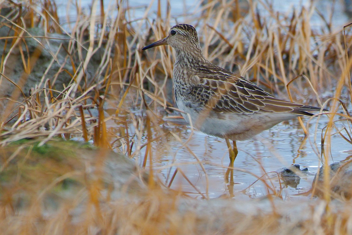 Дутыш - ML645739263