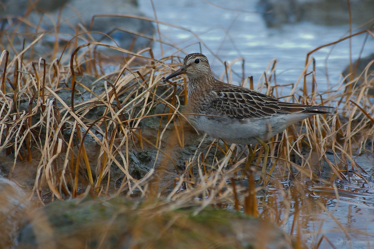 Дутыш - ML645739264