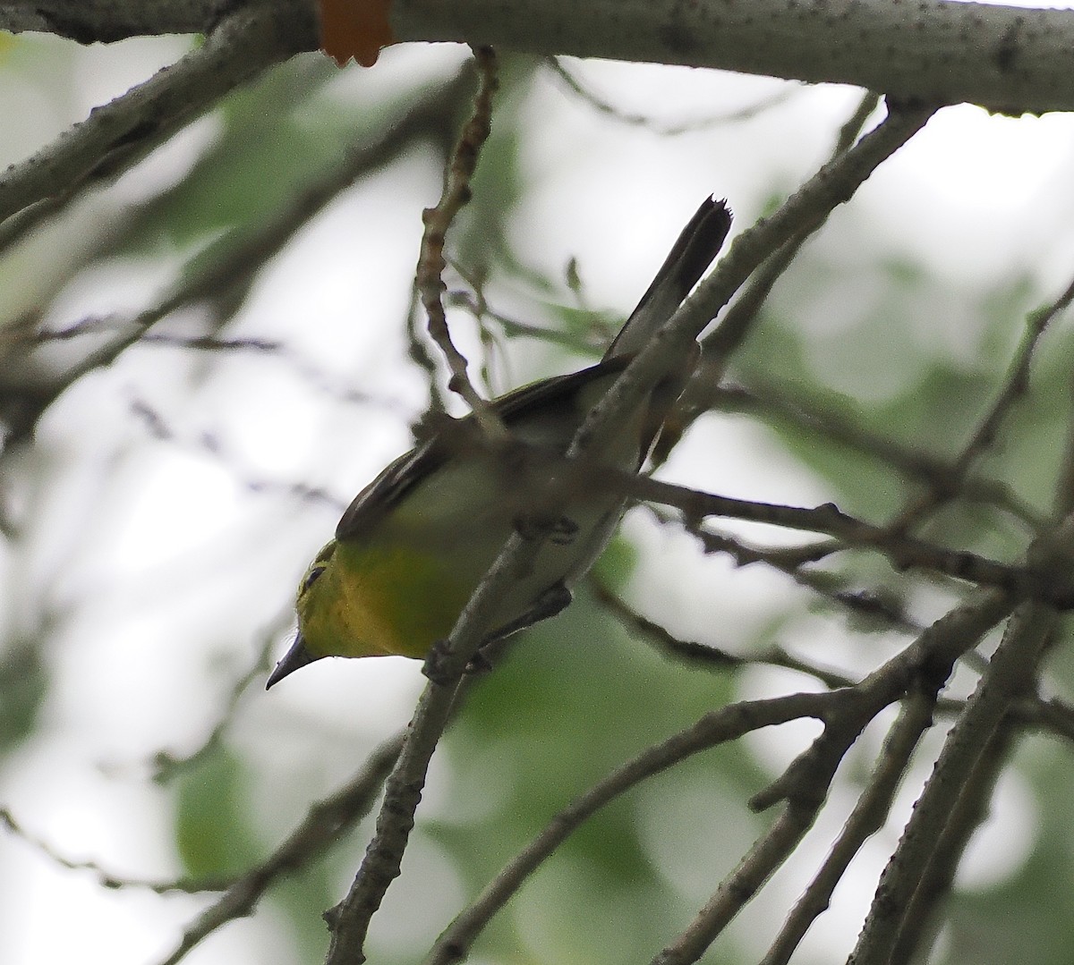 Yellow-throated Vireo - ML645739269