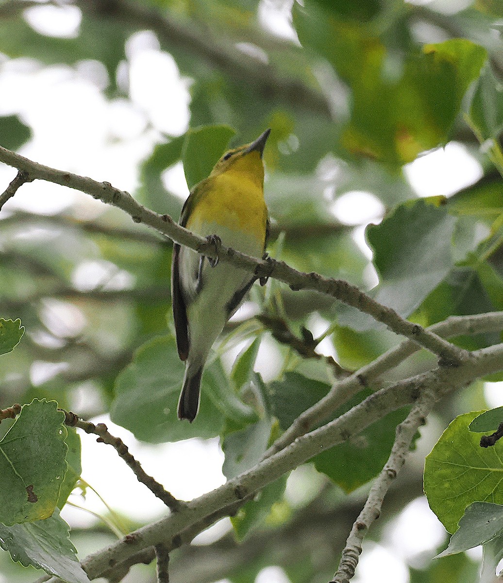 Yellow-throated Vireo - ML645739270