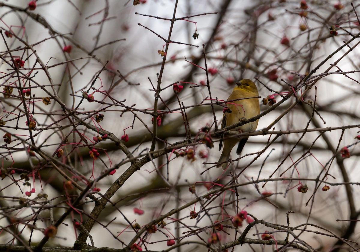 American Goldfinch - ML645739276