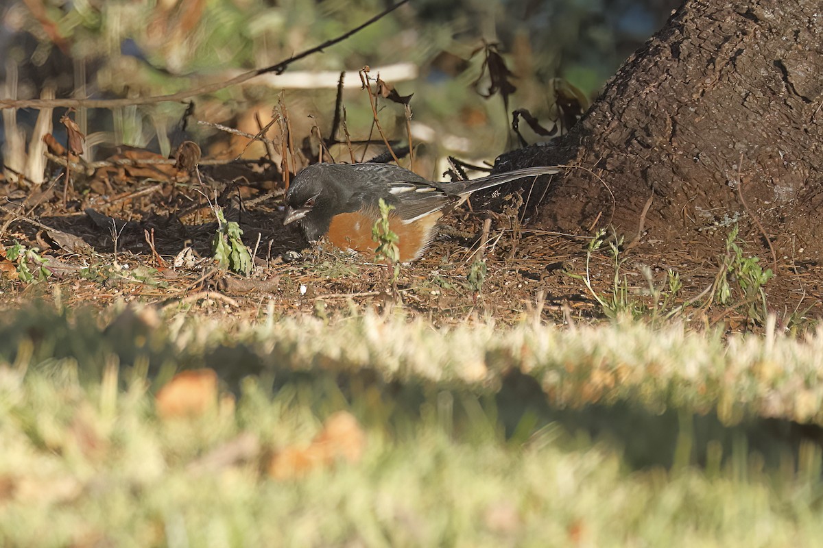 Eastern Towhee - ML645739278