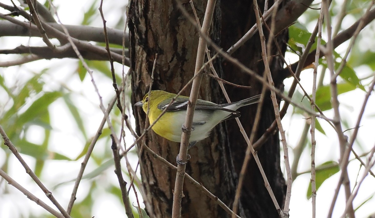 Yellow-throated Vireo - ML645739286