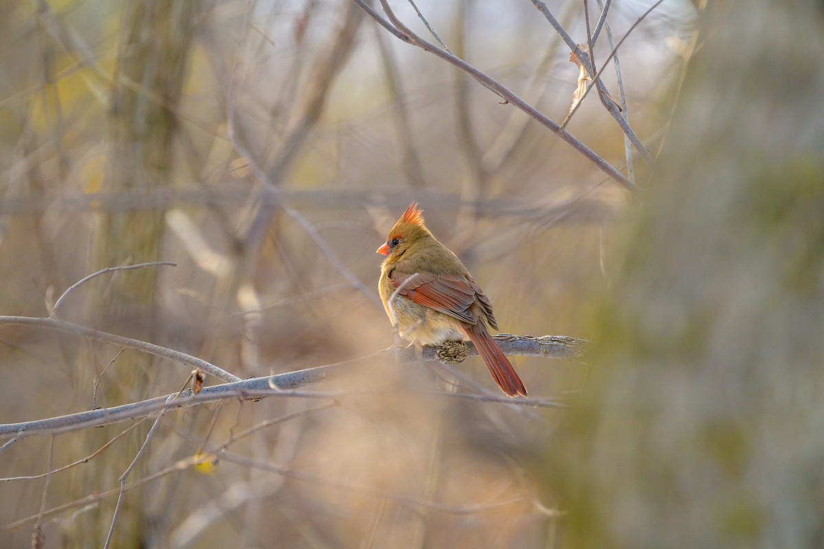 Northern Cardinal - ML645739288