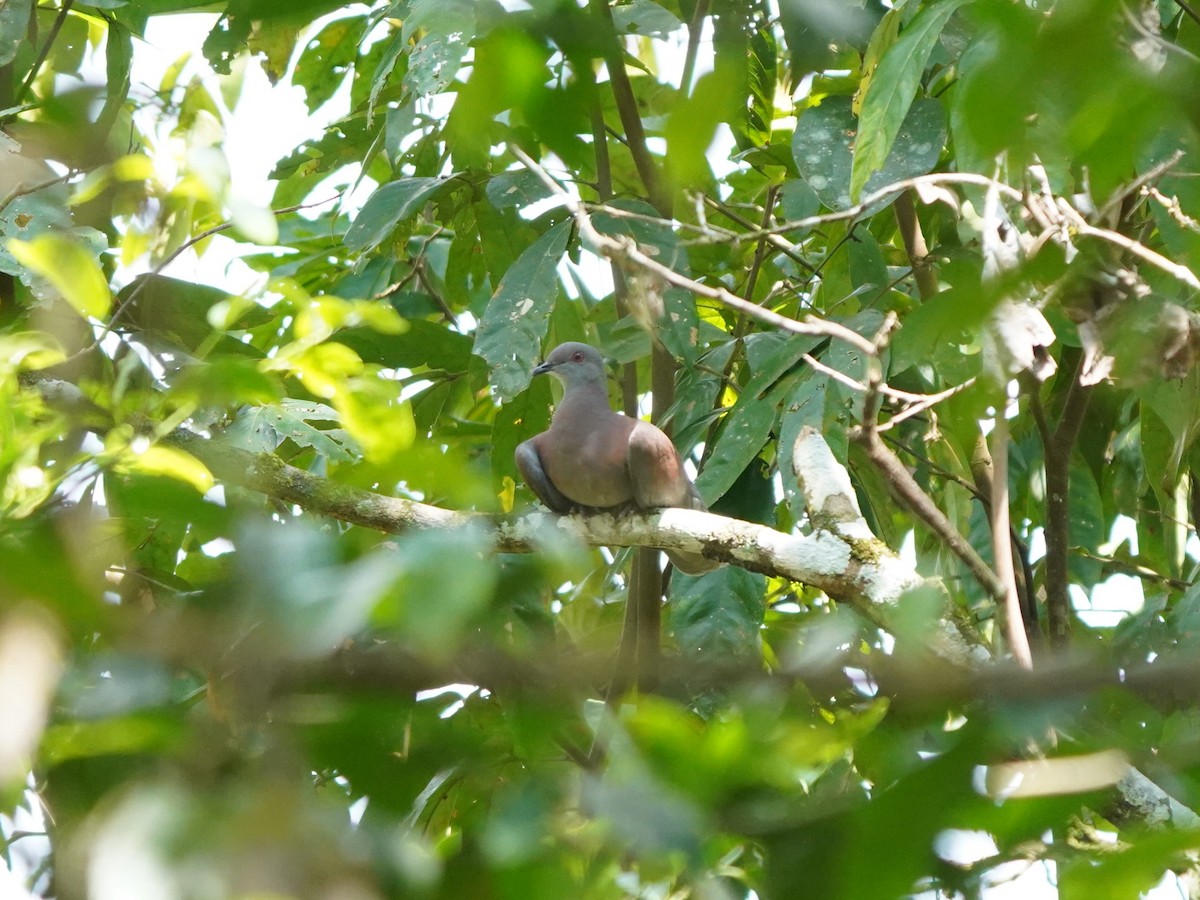 Paloma Colorada - ML645739289