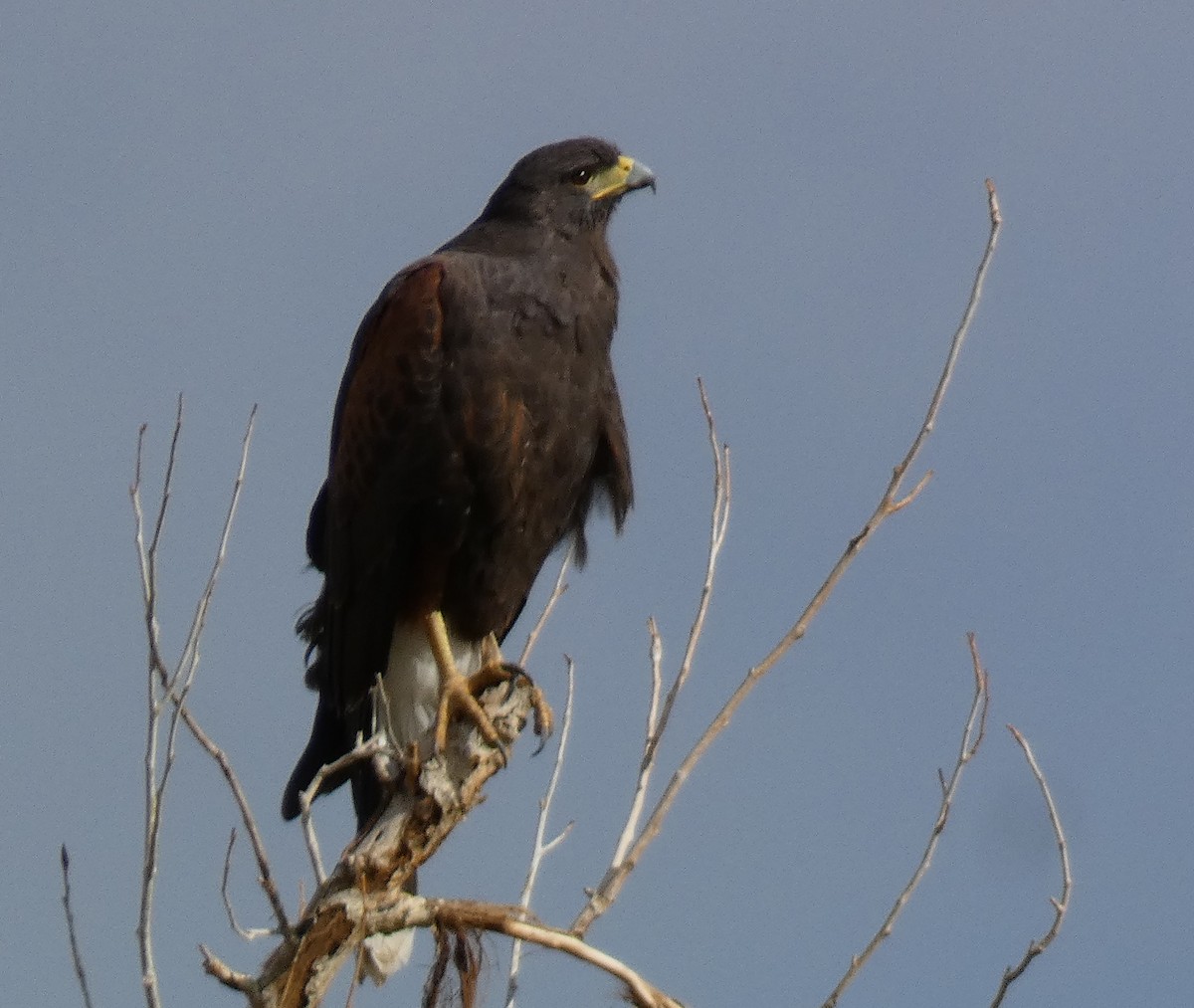 Harris's Hawk - ML645739293