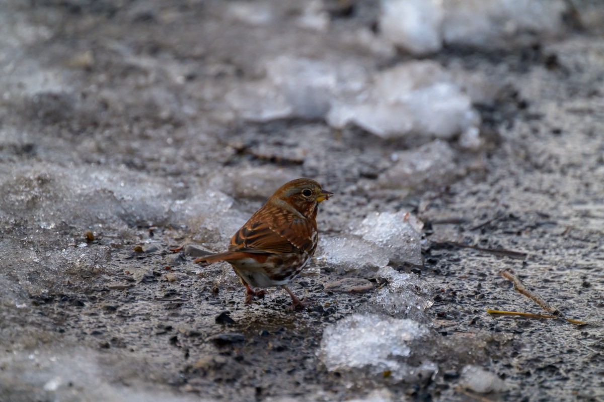 Fox Sparrow - ML645739296