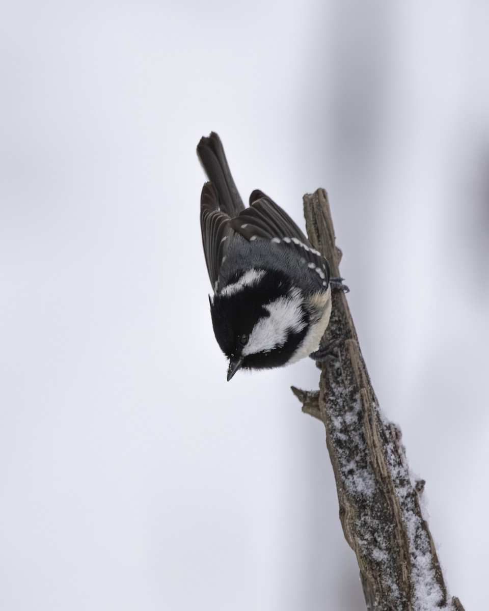 Coal Tit - ML645739299