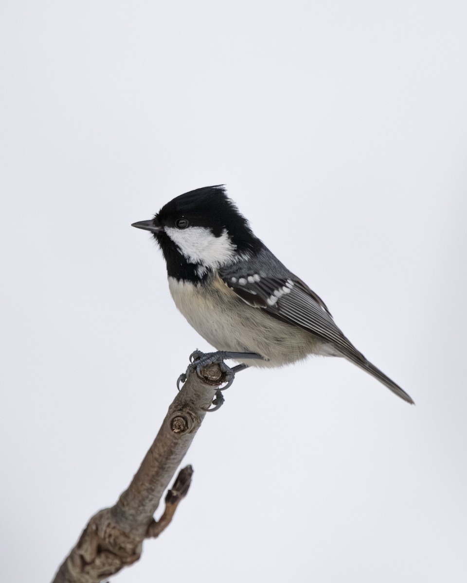 Coal Tit - ML645739300