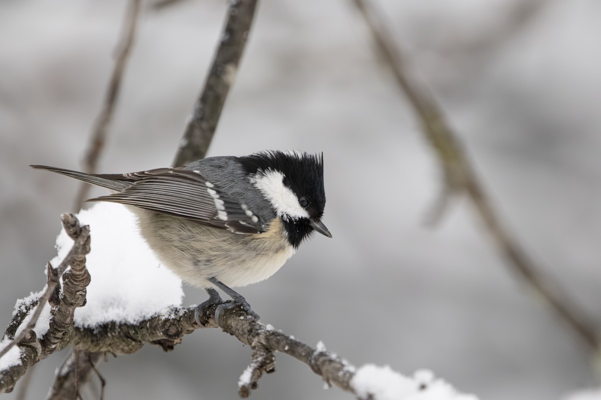 Cincia mora - ML645739302