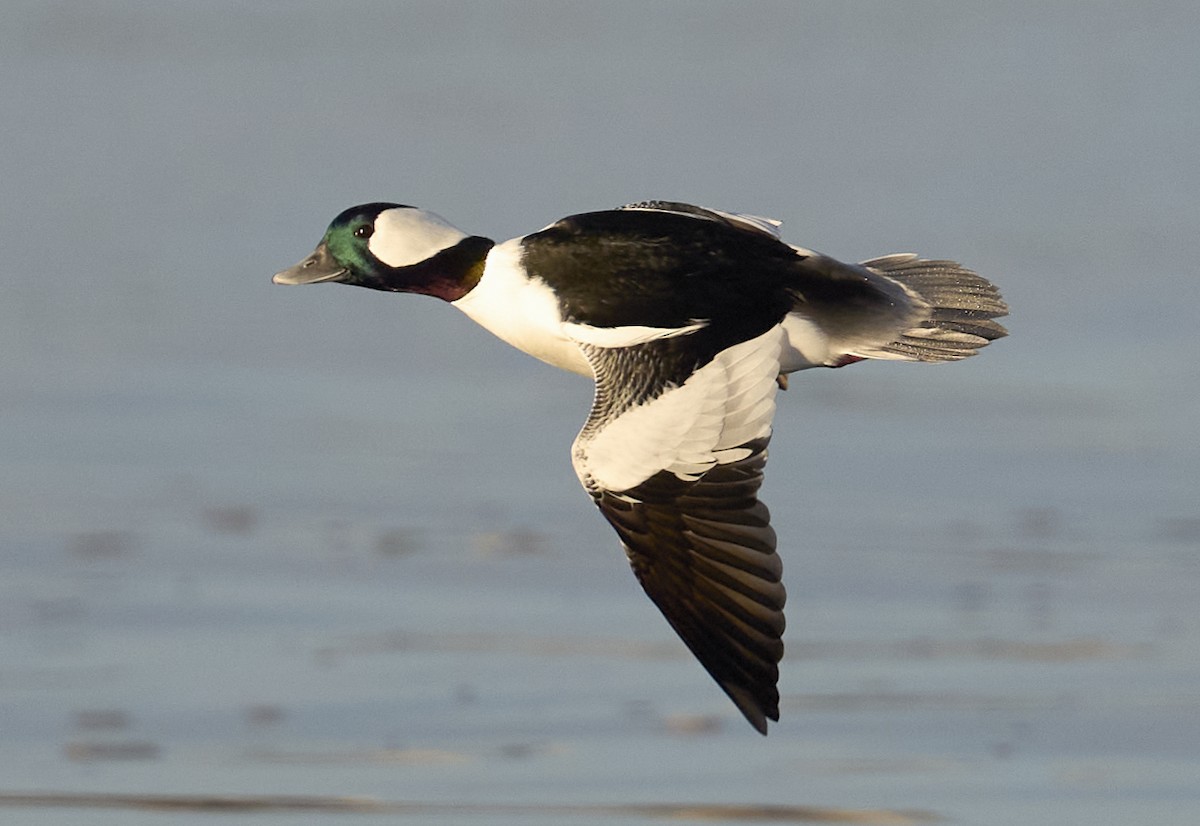 Bufflehead - ML645739303