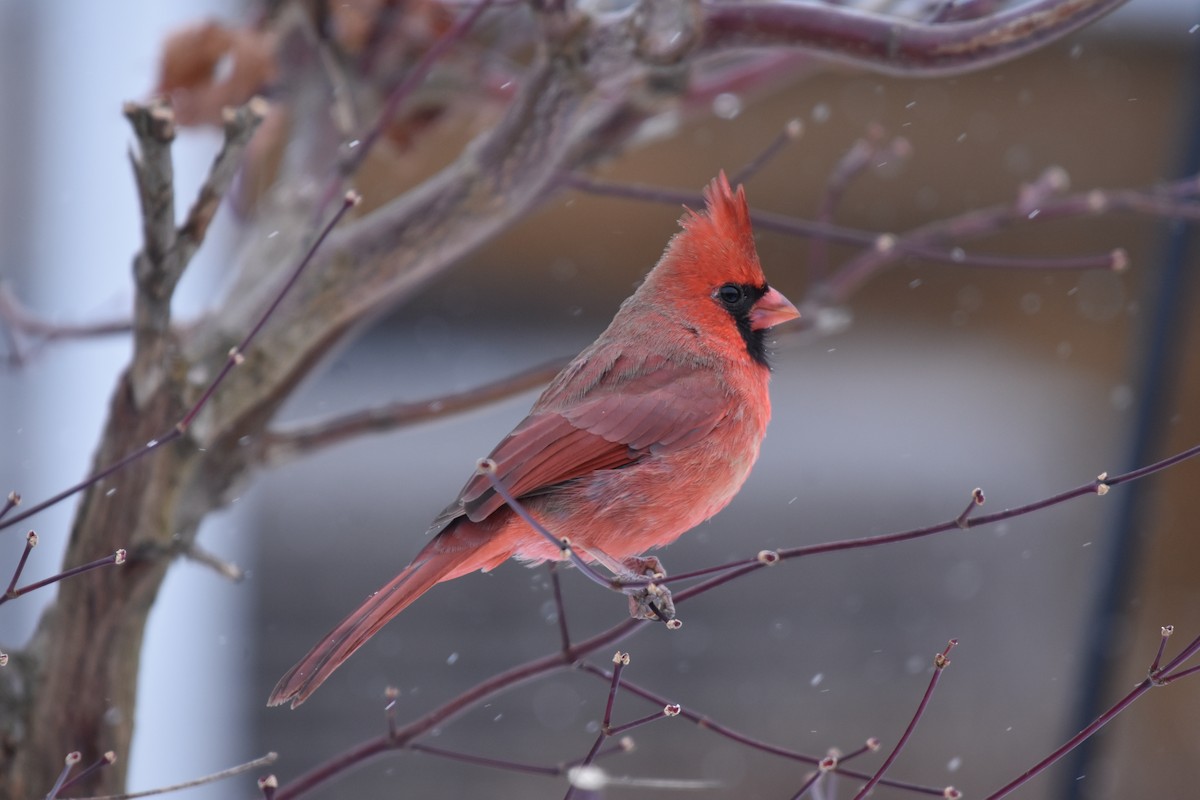 Northern Cardinal - ML645739306