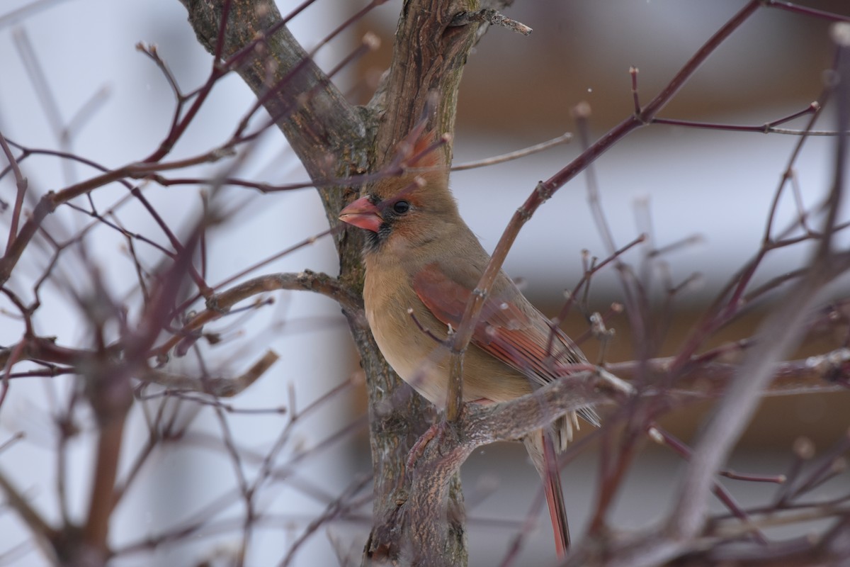 Northern Cardinal - ML645739307