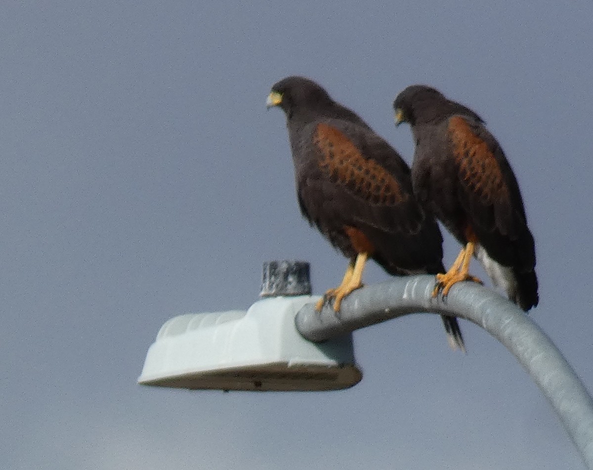 Harris's Hawk - ML645739308