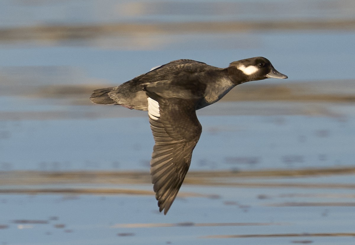 Bufflehead - ML645739313