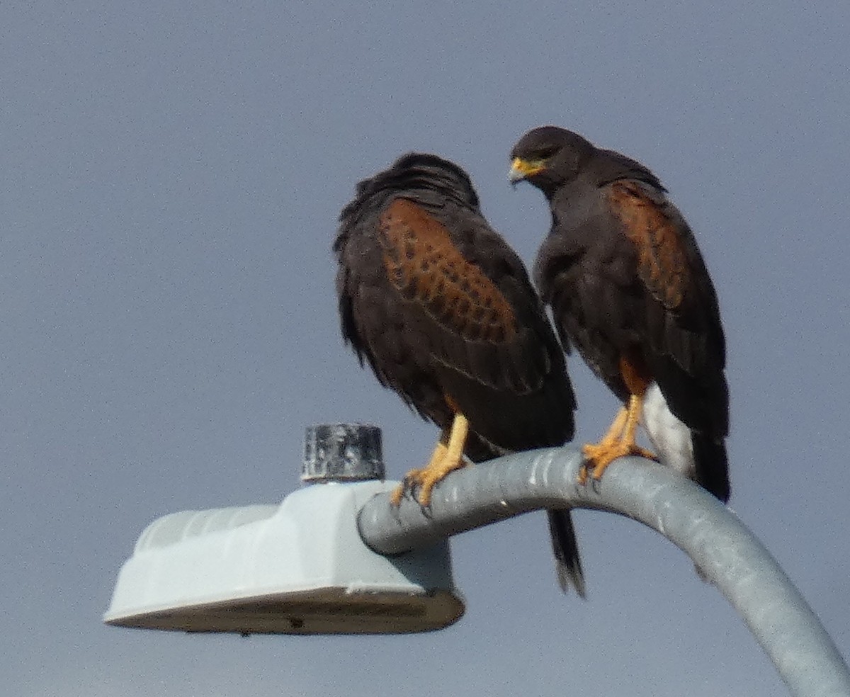 Harris's Hawk - ML645739314