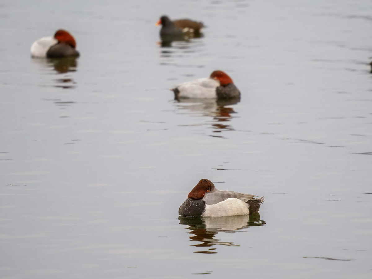 Tafel- x Reiherente (Hybrid) - ML645739316