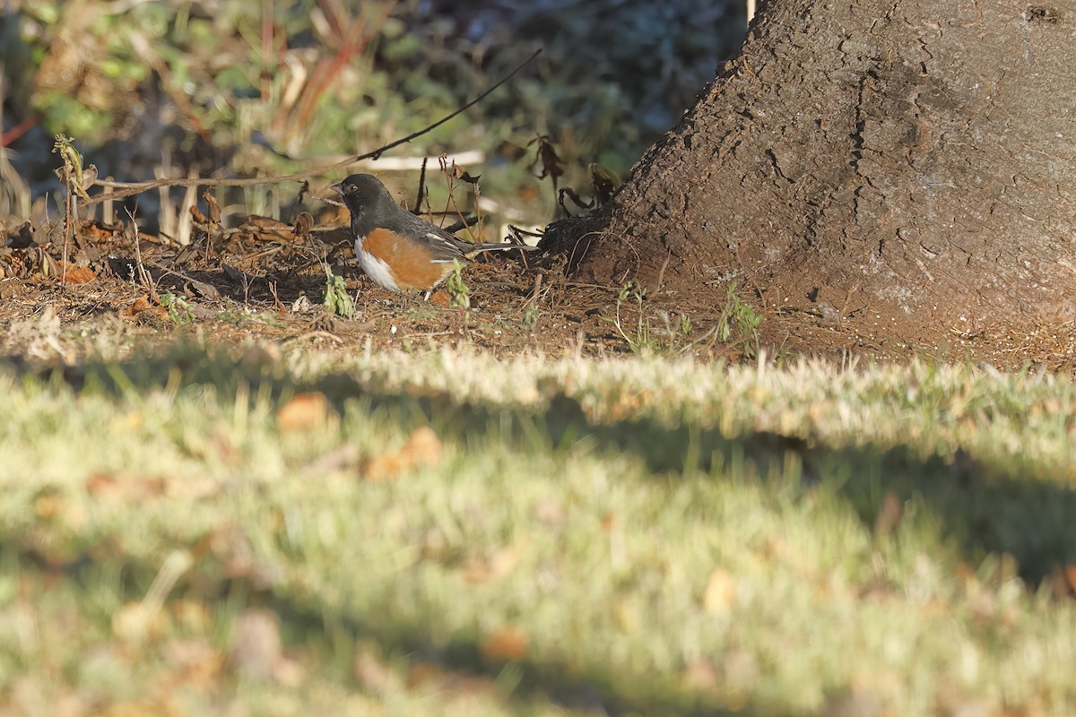 Eastern Towhee - ML645739319