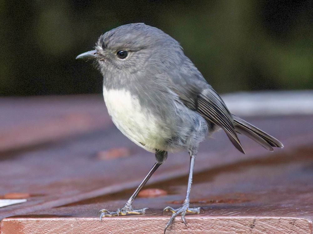 sørøyflueskvett - ML645739320