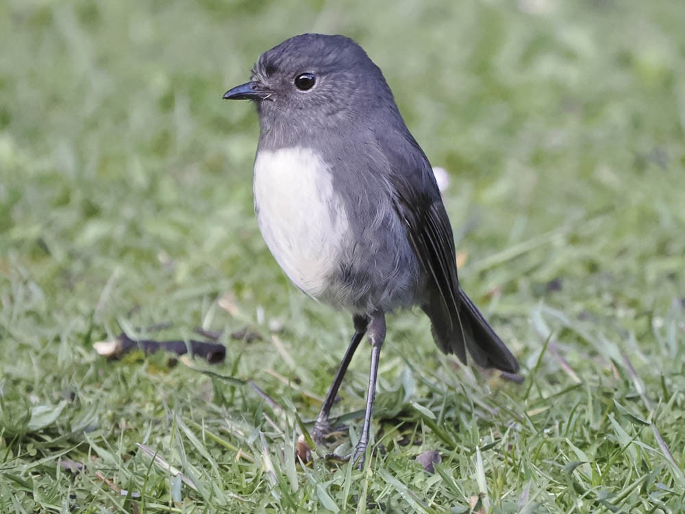 sørøyflueskvett - ML645739321