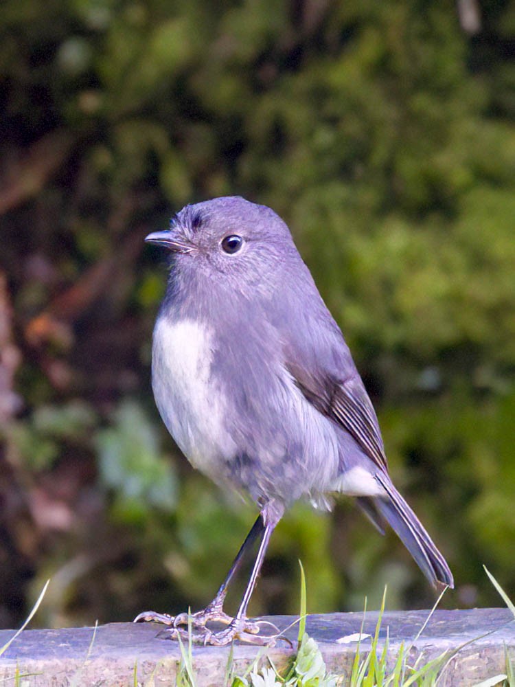 sørøyflueskvett - ML645739322