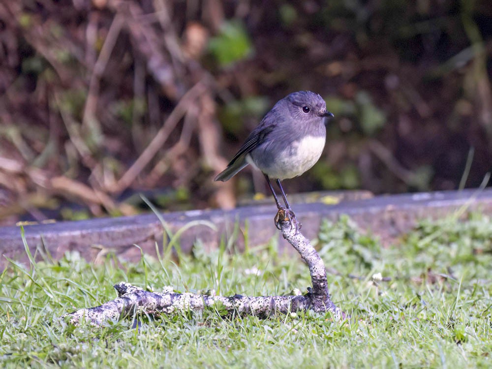 sørøyflueskvett - ML645739323