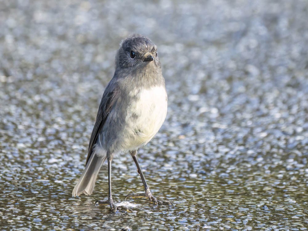 sørøyflueskvett - ML645739324