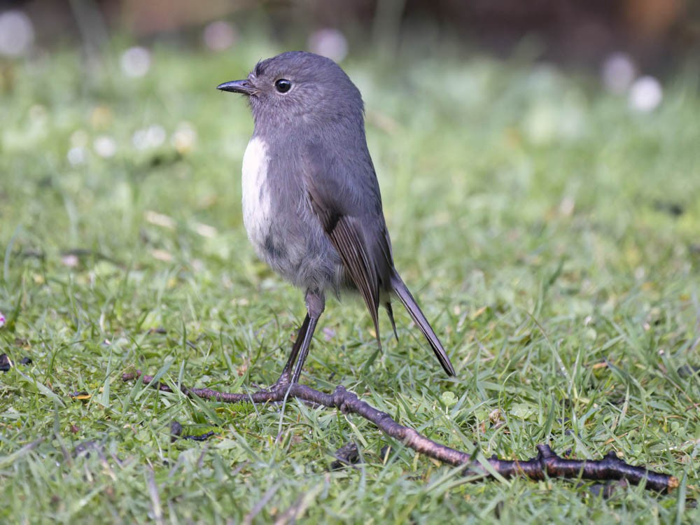 sørøyflueskvett - ML645739325