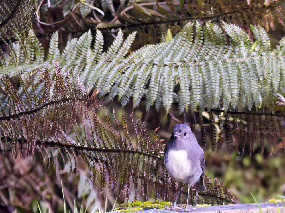 sørøyflueskvett - ML645739326