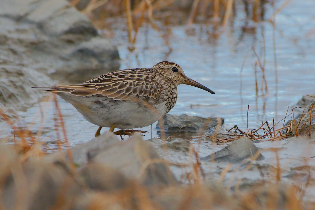 Дутыш - ML645739335