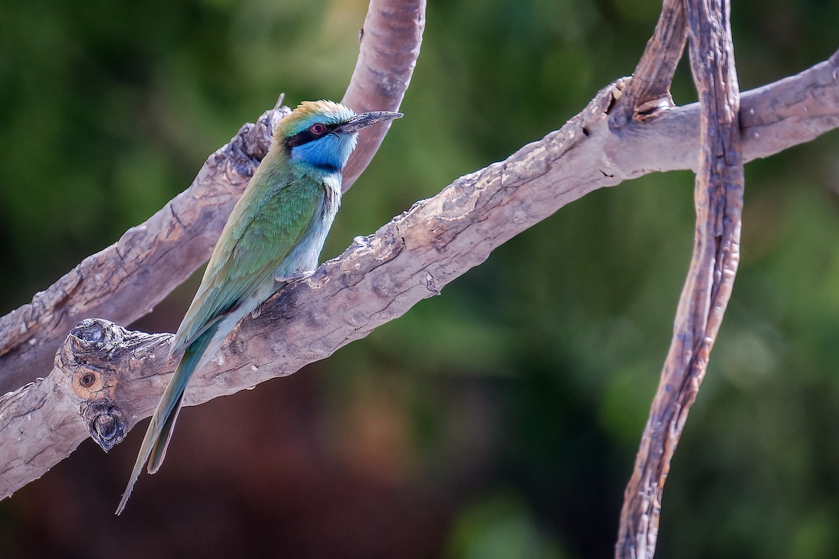 Arabian Green Bee-eater - ML645739342