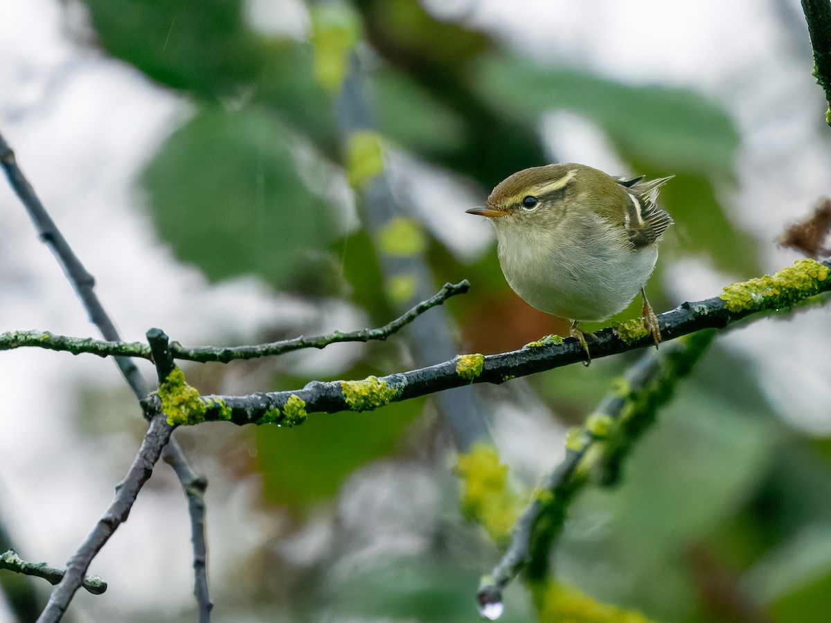 Gelbbrauen-Laubsänger - ML645739359