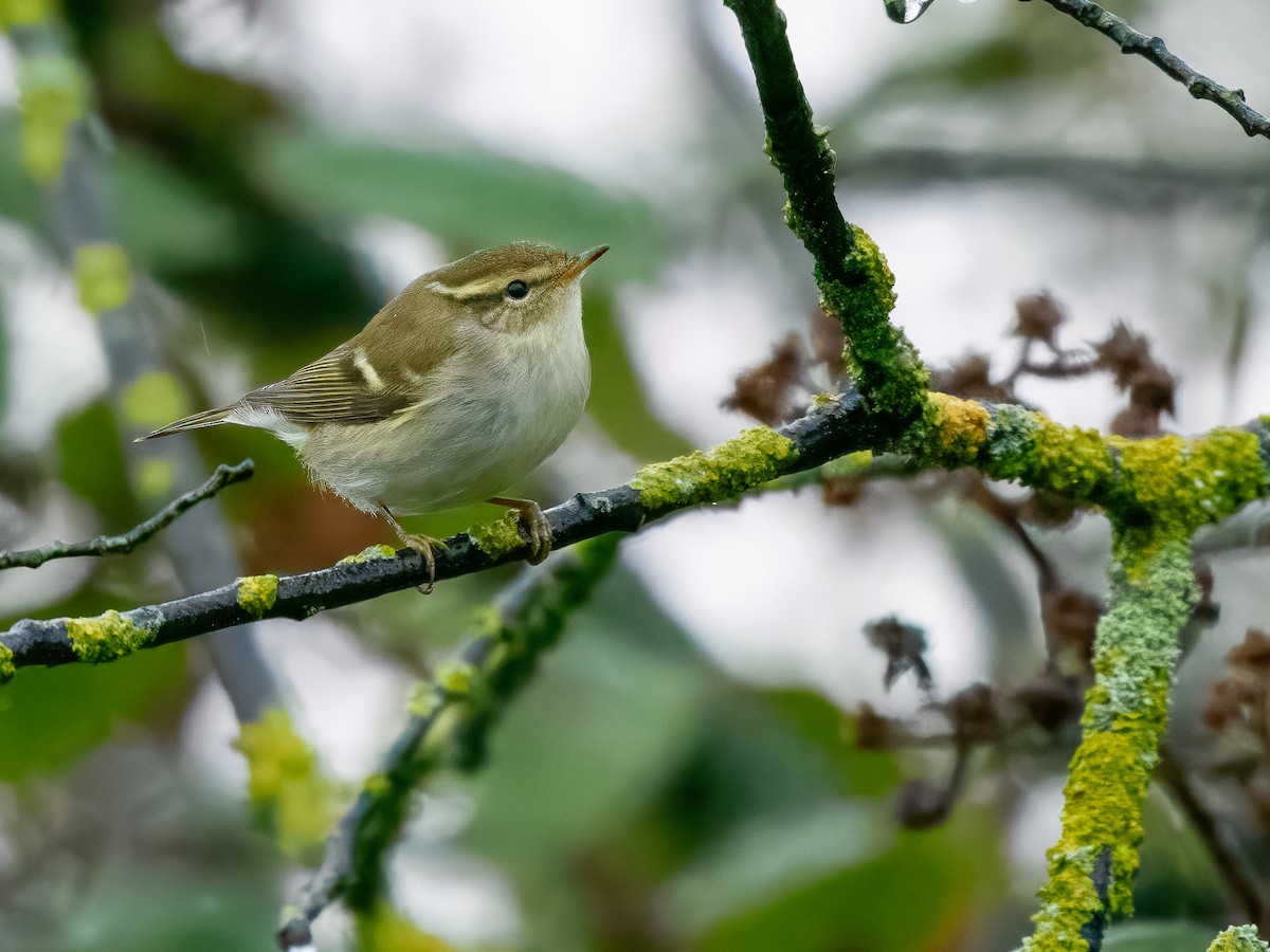 Gelbbrauen-Laubsänger - ML645739360