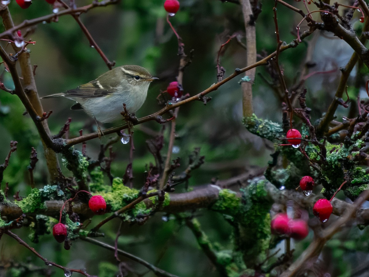 Gelbbrauen-Laubsänger - ML645739361