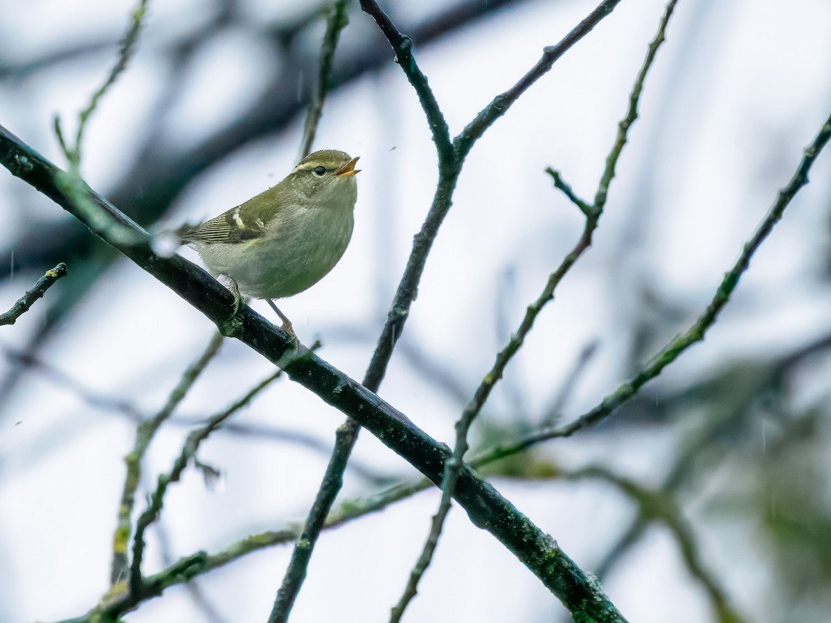Gelbbrauen-Laubsänger - ML645739362