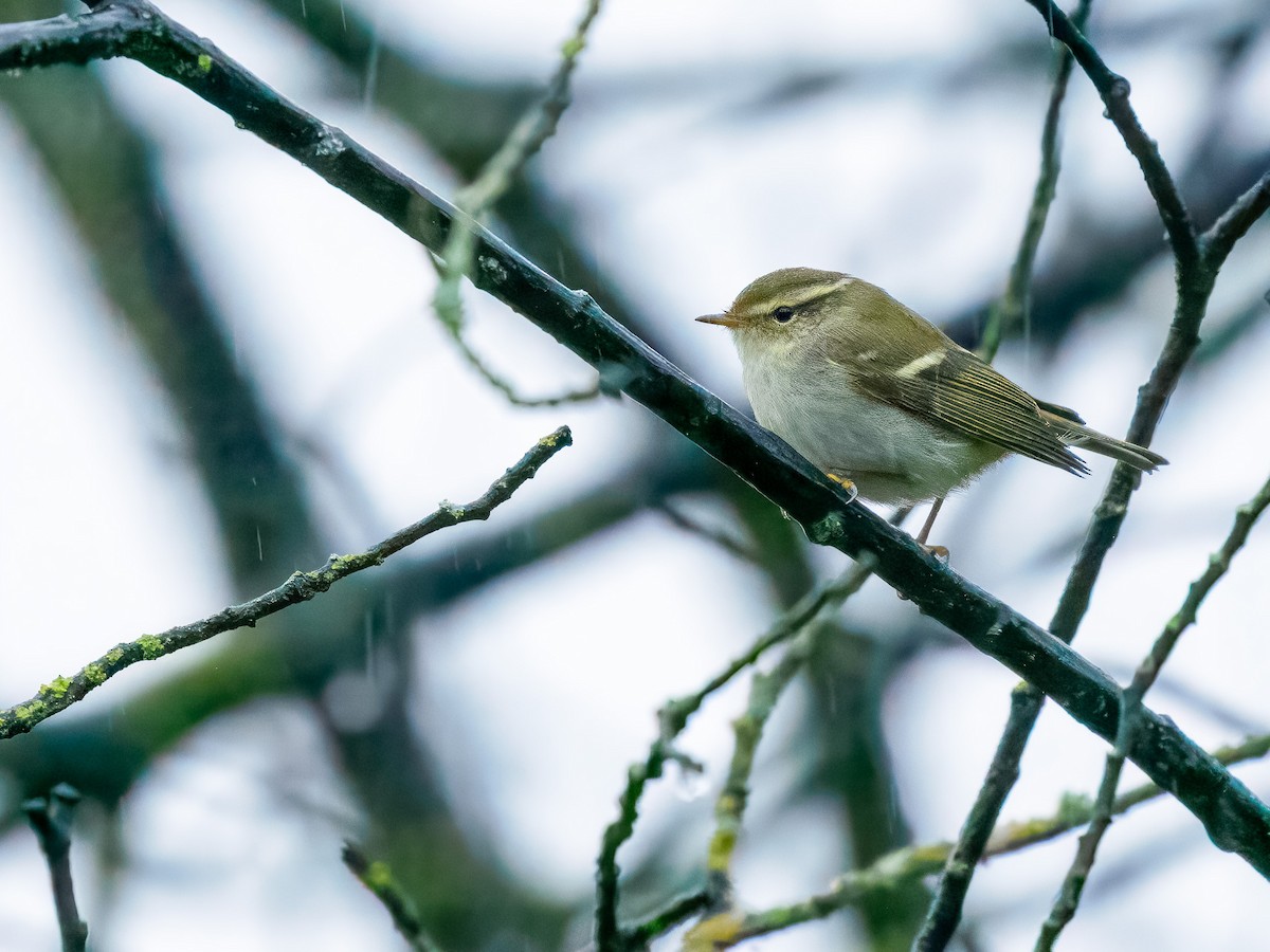 Gelbbrauen-Laubsänger - ML645739363