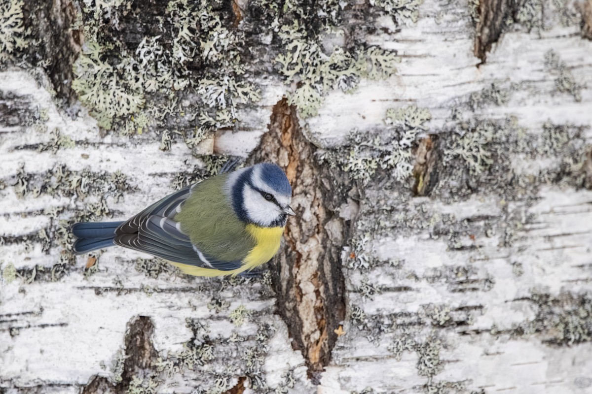 sýkora modřinka - ML645739366