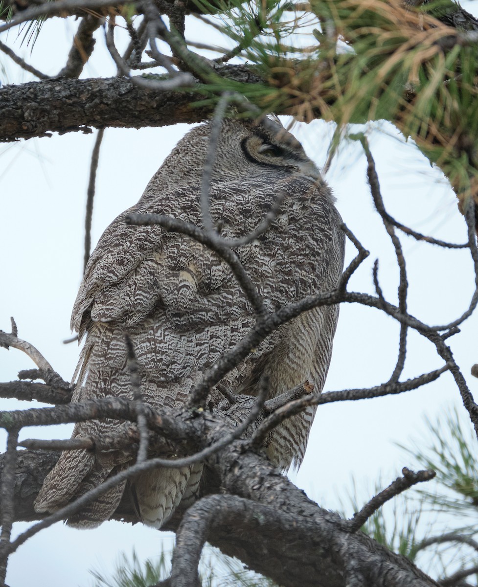 Great Horned Owl - ML645739367