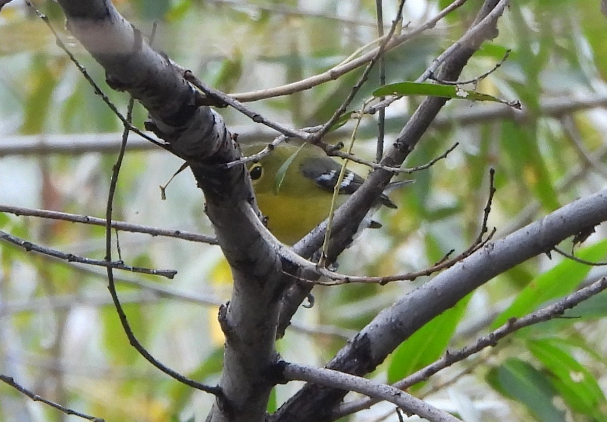 Yellow-throated Vireo - ML645739377