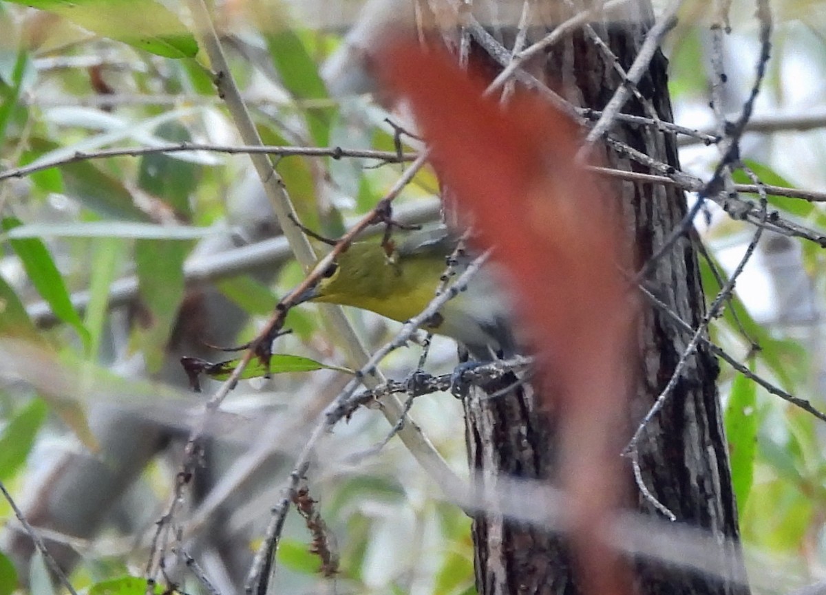 Yellow-throated Vireo - ML645739378