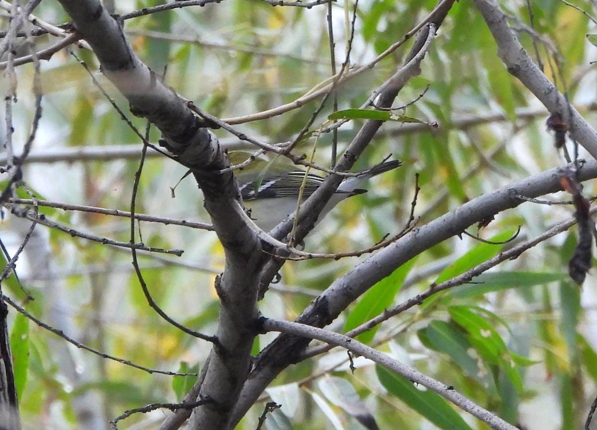 Yellow-throated Vireo - ML645739379