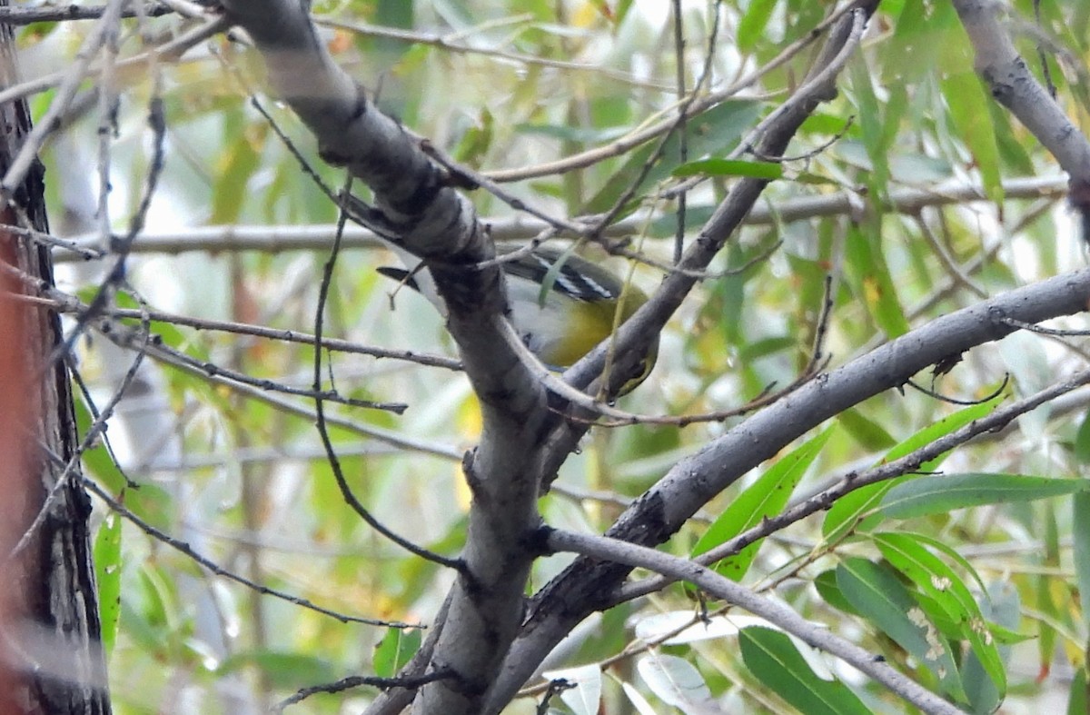 Yellow-throated Vireo - ML645739381