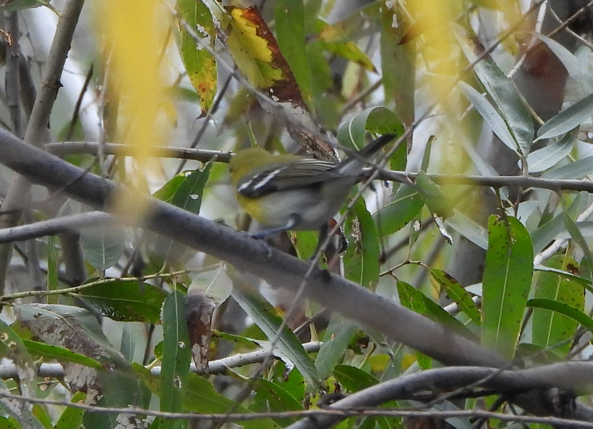 Yellow-throated Vireo - ML645739382