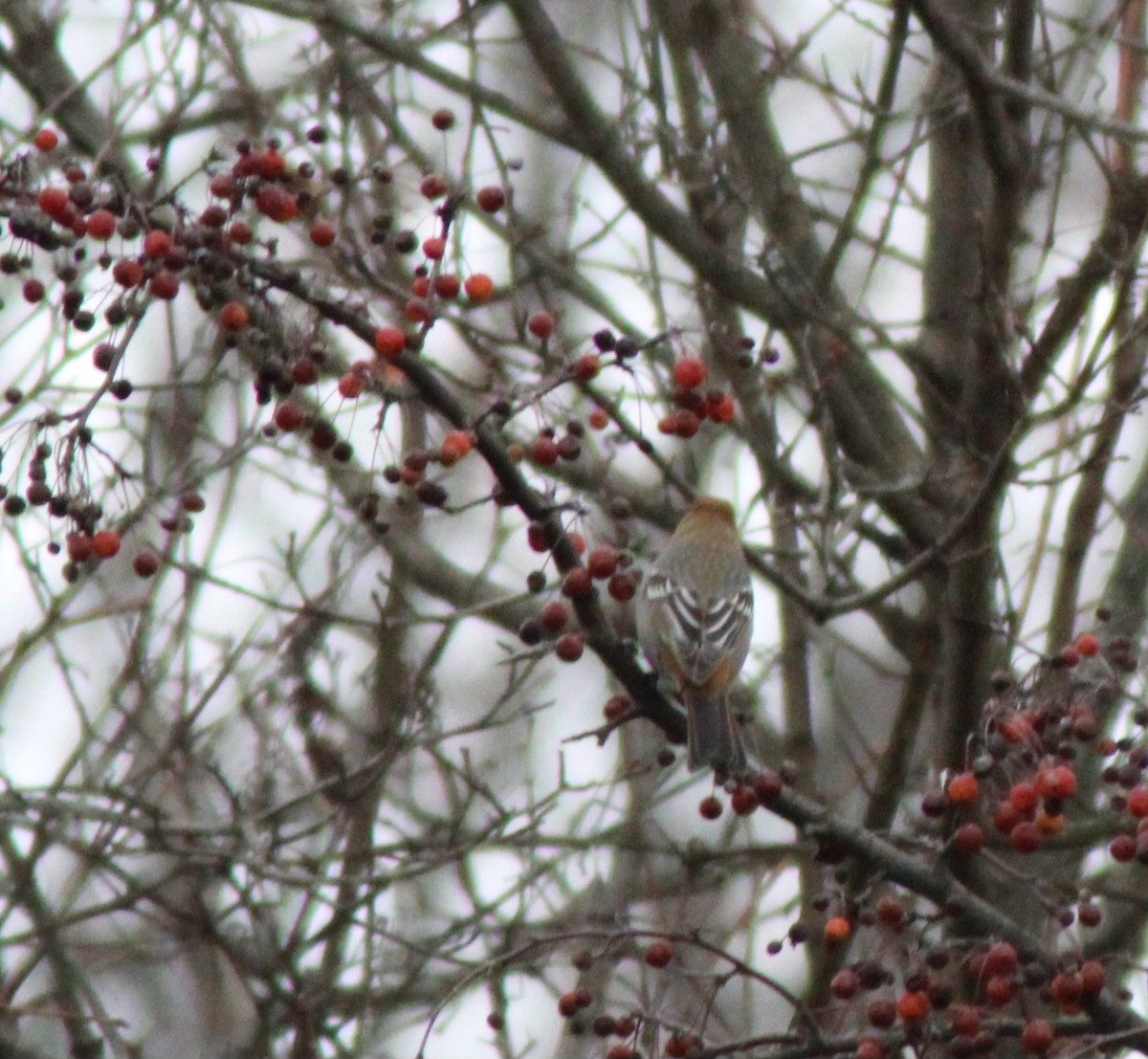 Tayga Çütresi - ML645739384